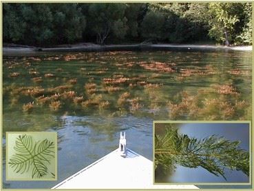 Eurasian Watermilfoil