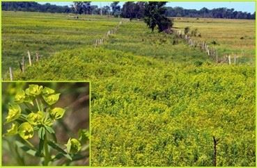 Leafy Spurge